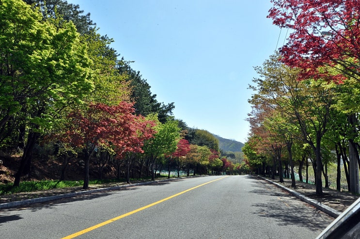 팔공산 출근길