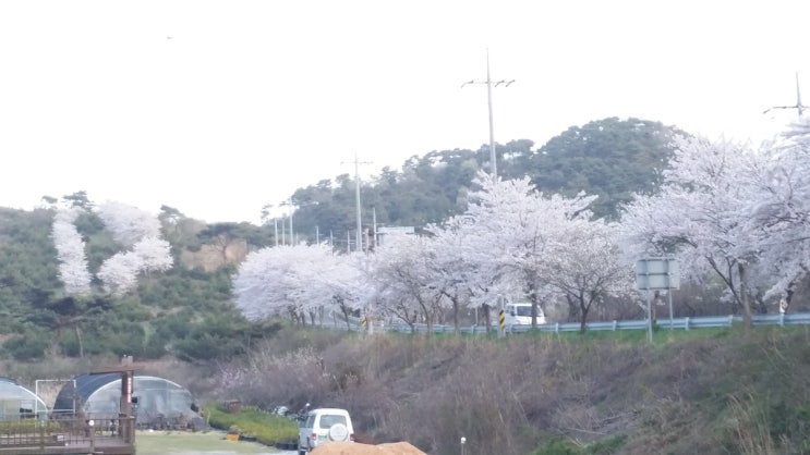  안면도여행 태안 튤립축제 추천,안면도 국도에 벚꽃 만발 남면교차로 원청교차로 간 확장포장 개통