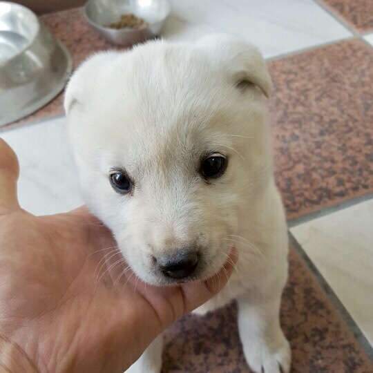 우리 집 새 식구 진돗개 반려견 삼식이