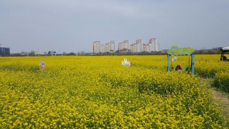 충남 홍성 유채꽃 축제!