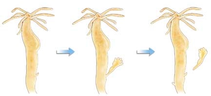 중학교 3학년 과학 요약정리 / 4-1. 무성생식과 유성생식 (생식과 발생) : 네이버 블로그