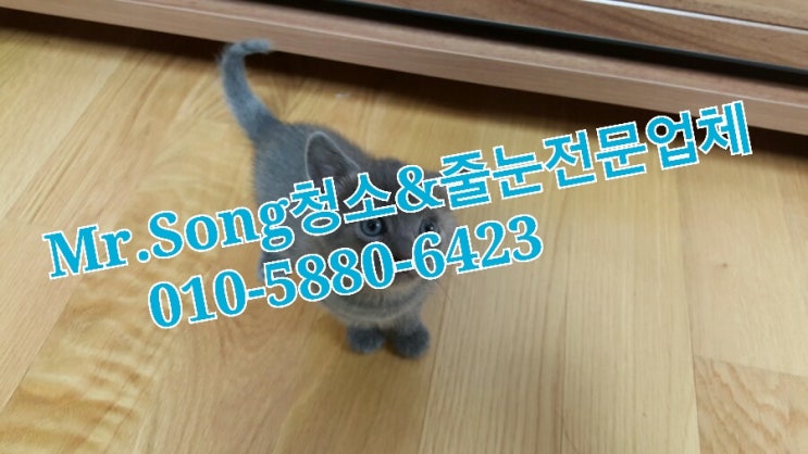  양산청소업체//Mr.Song청소&줄눈//러시안블루입양