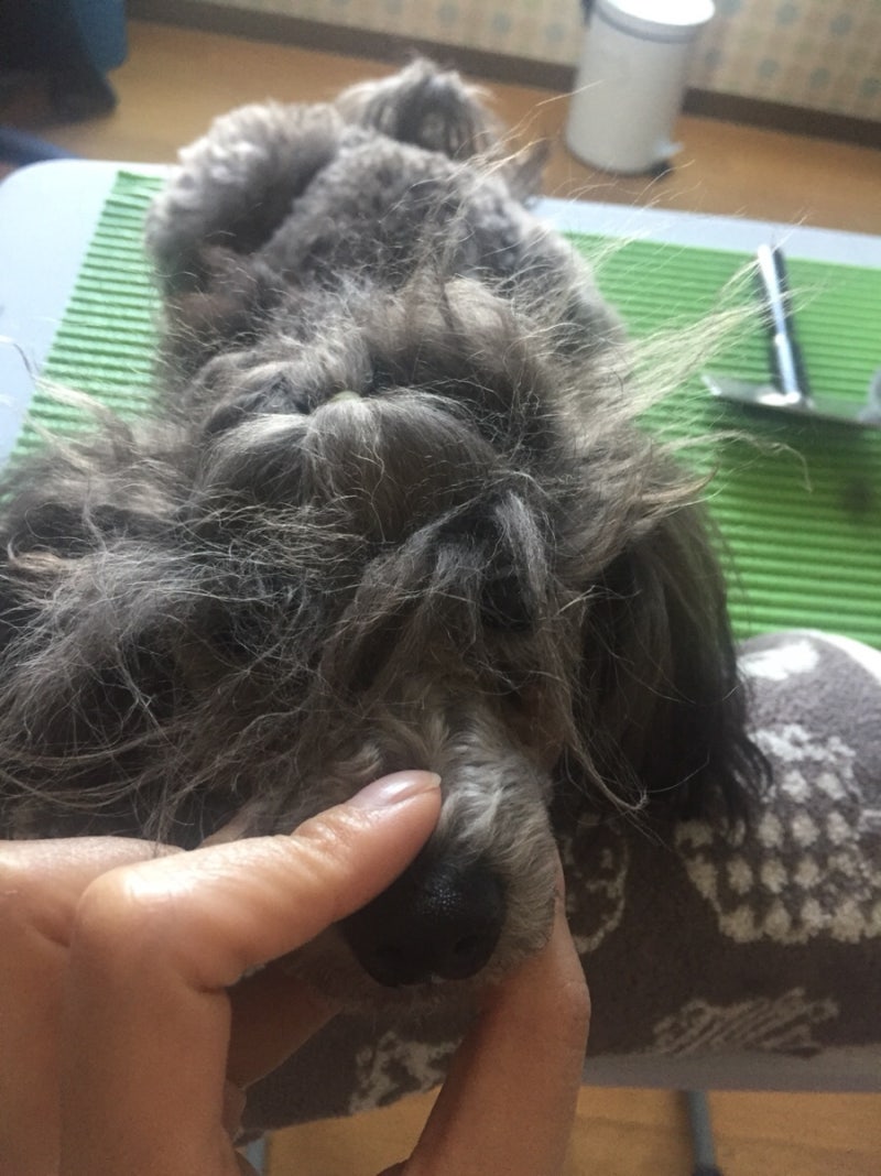 강아지머리묶는법