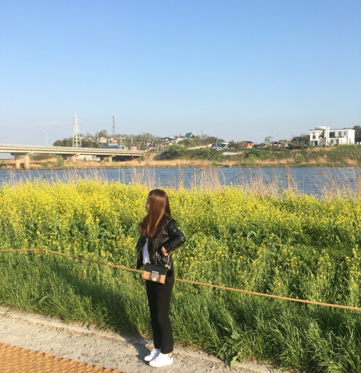  전남 나주 영산강 둔치공원 , 좋은 날 유채꽃축제 , 광주근교나들이