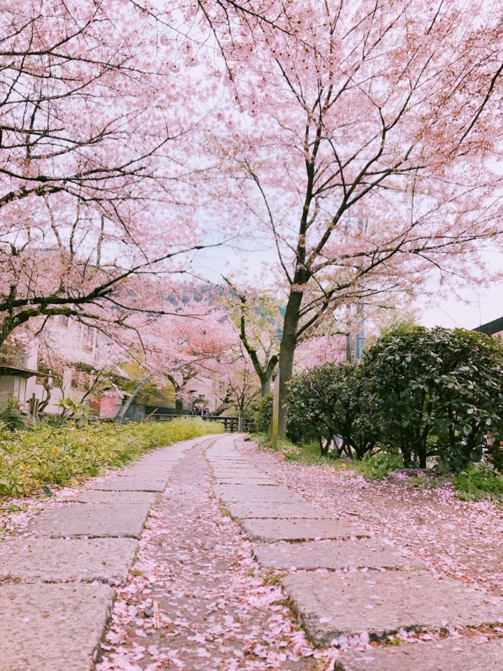 [일본 교토여행] 철학의 길 아름다운 벚나무의 향연
