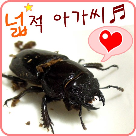  사슴벌레 키우기 - 넓적사슴벌레 암컷 넓선생!