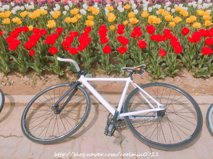 픽시 라이딩 / Vacation43 / 호시절 / Macot / 삼천리자전거 픽시 라이딩 / Vacation43 / 호시절 / Macot / 삼천리자전거