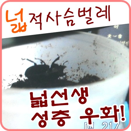  넓적사슴벌레 성충 우화했어요ㅠㅠㅠㅠ...