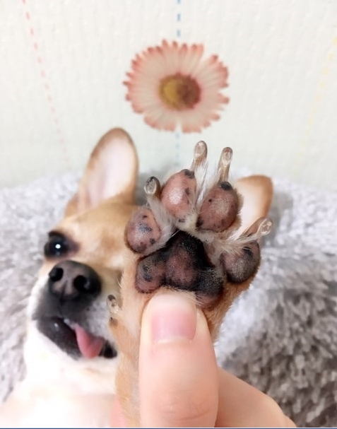  애견산책 후 꼭 필요한 강아지발바닥 관리!!
