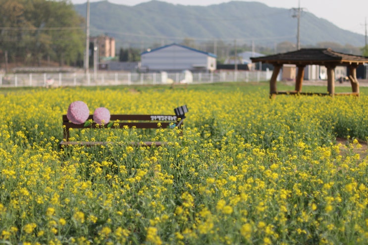  양주 나리공원 옆 양주시 체험관광농원, 넘실대는 "유채꽃" 노란 물결~