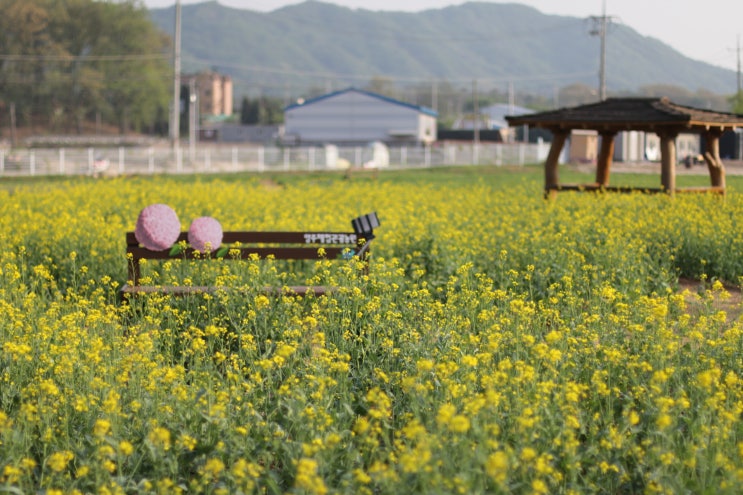 양주 나리공원 옆 양주시 체험관광농원, 넘실대는 "유채꽃" 노란 물결~