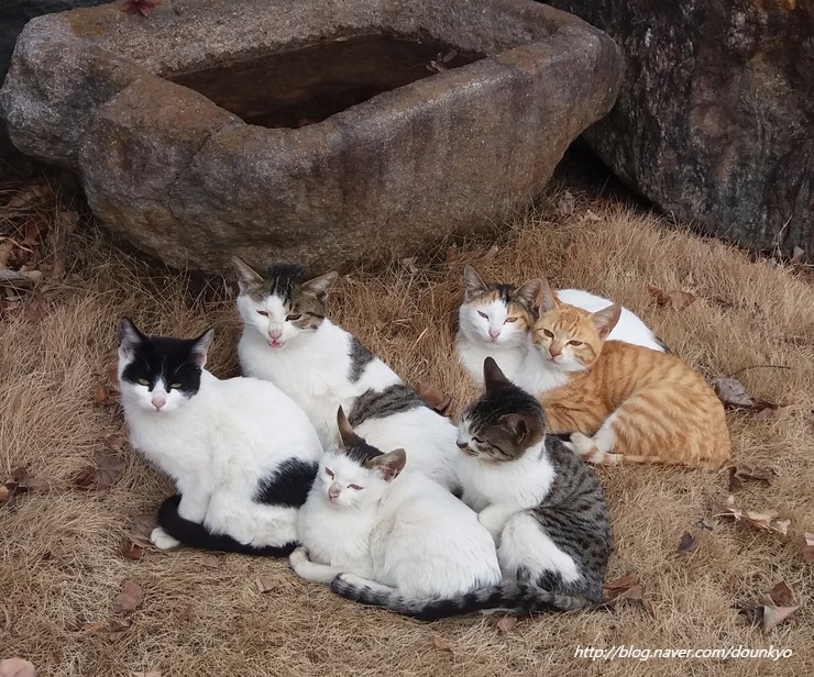  [고양이들 일상] 9마리의 고양이들은 잘 지내고 있어요~