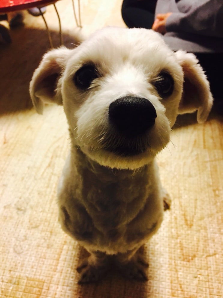  뽀돌이입니다^-^ 다음이는 컨디션 안좋아요ㅜ