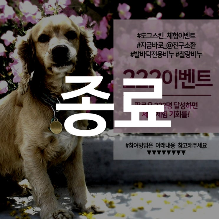  도그스킨 발바닥비누,찰랑비누 2차 체험(진행중)