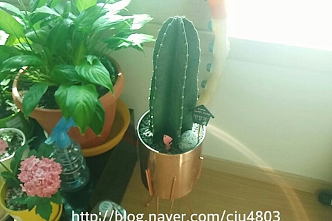 오케이선인장 이미지