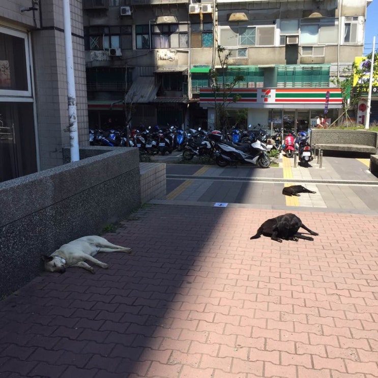   댕댕이들의 천국  문화대