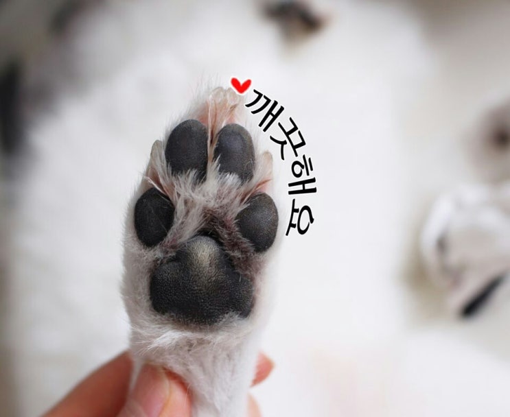  애견 발바닥 역할과 건강 지키기!!
