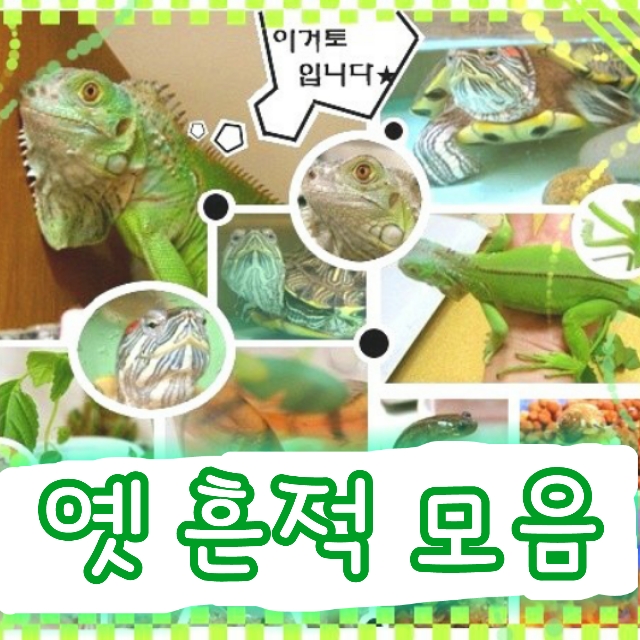  토치의 누리사랑방 / 이구아나랑 거북이랑 토치랑 스킨 모음