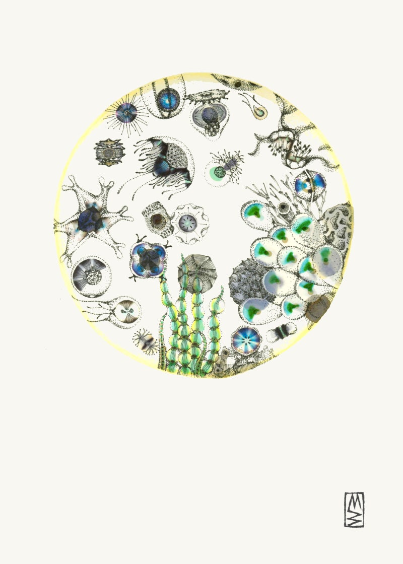 나이오븀(Niobium) 금속 주화를 말하다. : 네이버 블로그