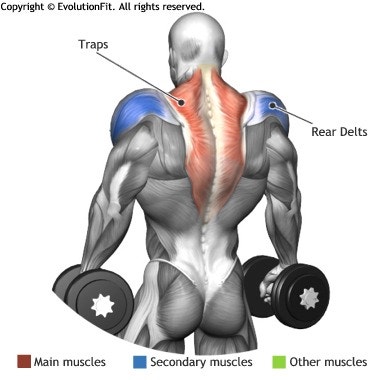 덤벨 슈러그(Dumbbell Shrugs) : 네이버 블로그