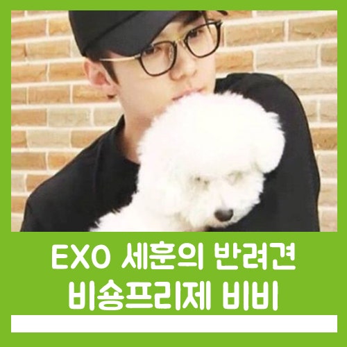 EXO Sehun's Pet Dog, Vivi the Bichon Frise