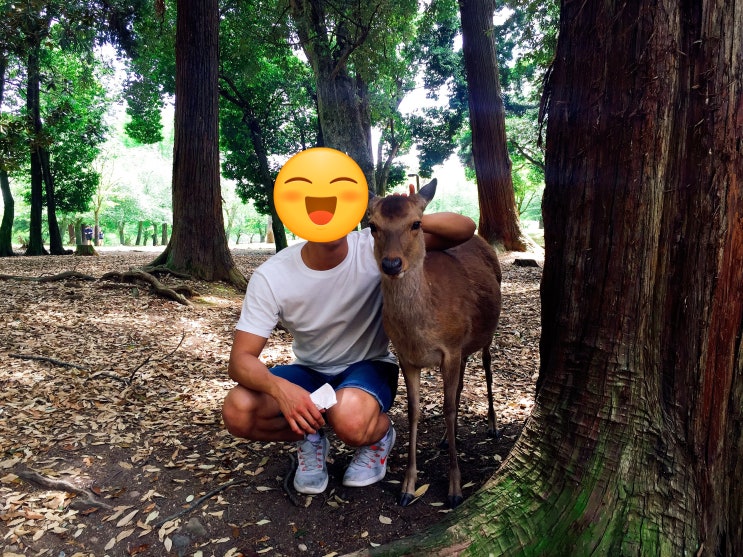  일본여행 나라 사슴공원 갔다 왔어요.