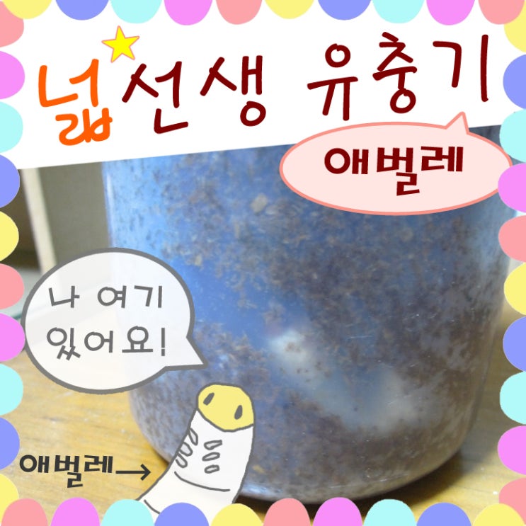  넓적사슴벌레 애벌레 유충 시기 마지막 모습