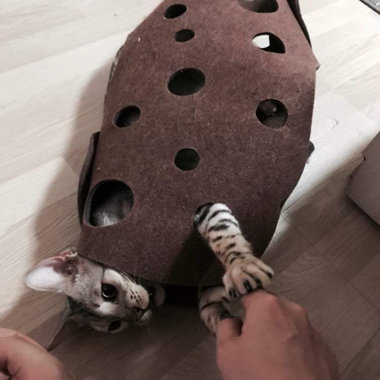  뱅갈고양이, 육묘일기 이제 1살이 되어가고 있는 조조