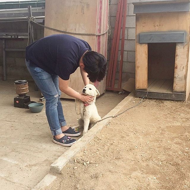 반려견 진돗개 삼식이와 함께한 소소한 주말 일상 반려견 진돗개 삼식이와 함께한 소소한 주말 일상