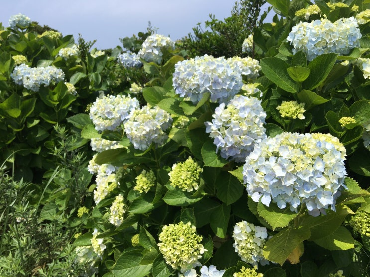  탐스러운 제주도의 수국, 종달리 수국길
