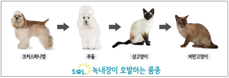 호주동종 강아지,고양이 녹내장,각막 영양 장애,콜리아이(CEA) 변종..