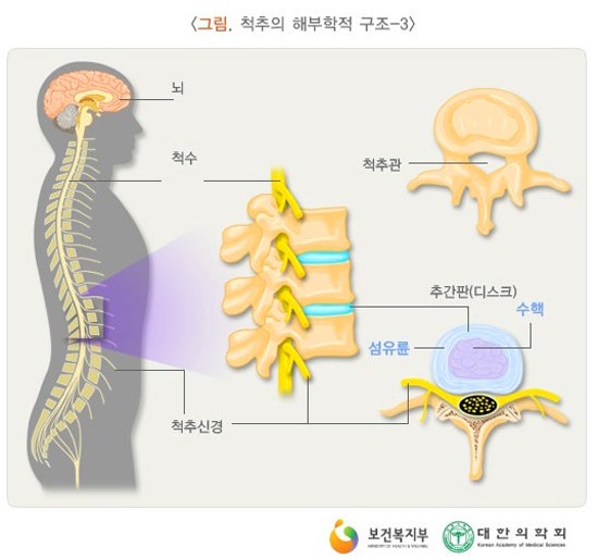 척추손상에 따른 증상 - 경추, 흉추, 요추, 척수 : 네이버 블로그