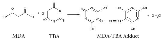  Oxidative Stress (2) - Biomarkers of Oxidative Stress