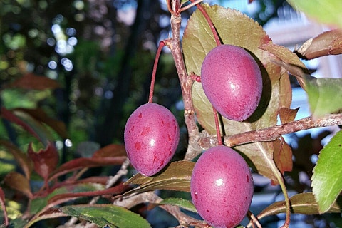 (예고편) 팽나무, 꽃말, 대추나무의 열매, Ophiopogon japonicus, 층층나무의 원산지, 땅콩, 땅콩, 미국의 미인, Yuanqingjinguo, Rudbeckia, 약용 메밀, Yushengcao