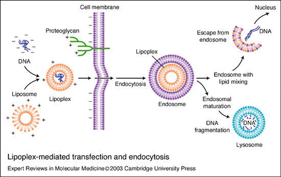  Transfection reagent(1) : Cationic Lipid