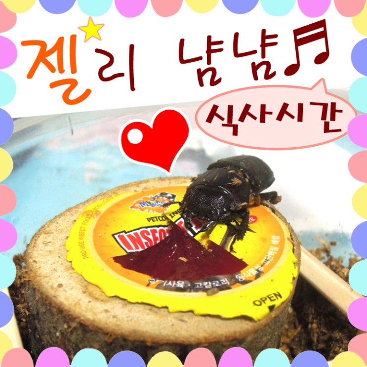  사슴벌레 젤리 그녀의 식사 시간