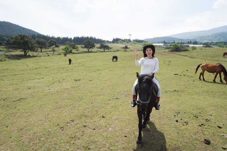  제주도 승마체험 :D 홀스랜드 (어승생 승마장)