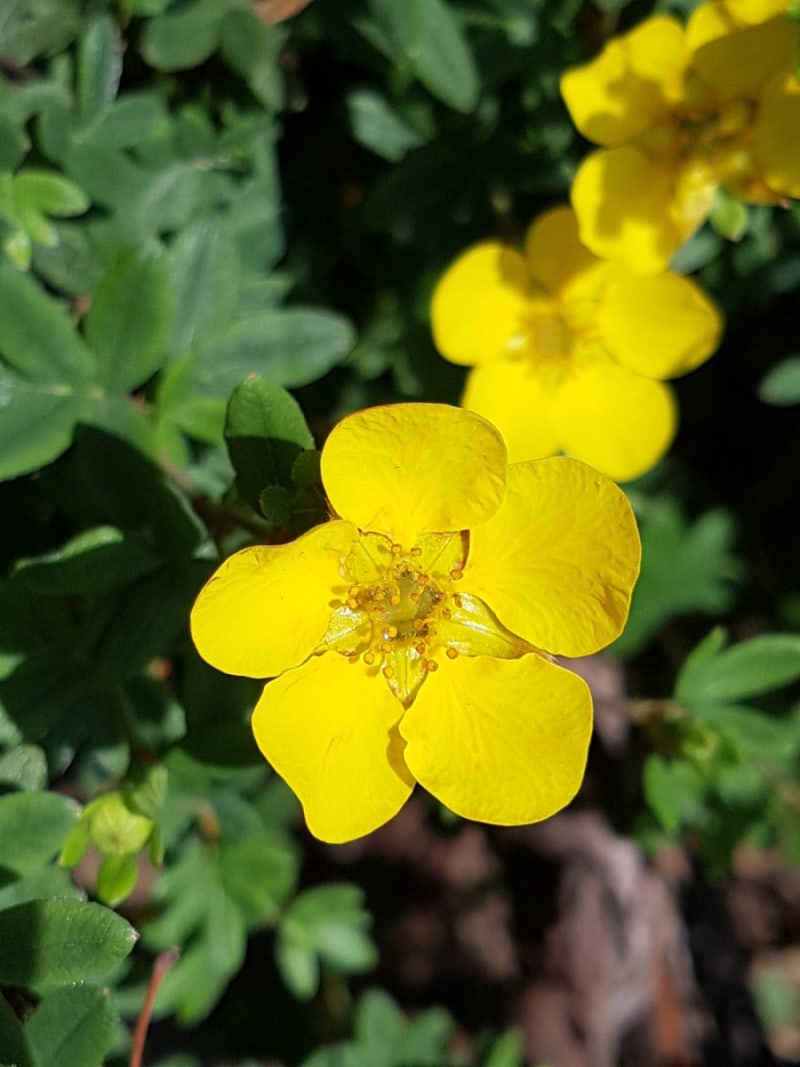 봄에 피는 야생화, 5월에 피는 노란색 꽃 물싸리의 앙증맞은 매력 : 네이버 블로그