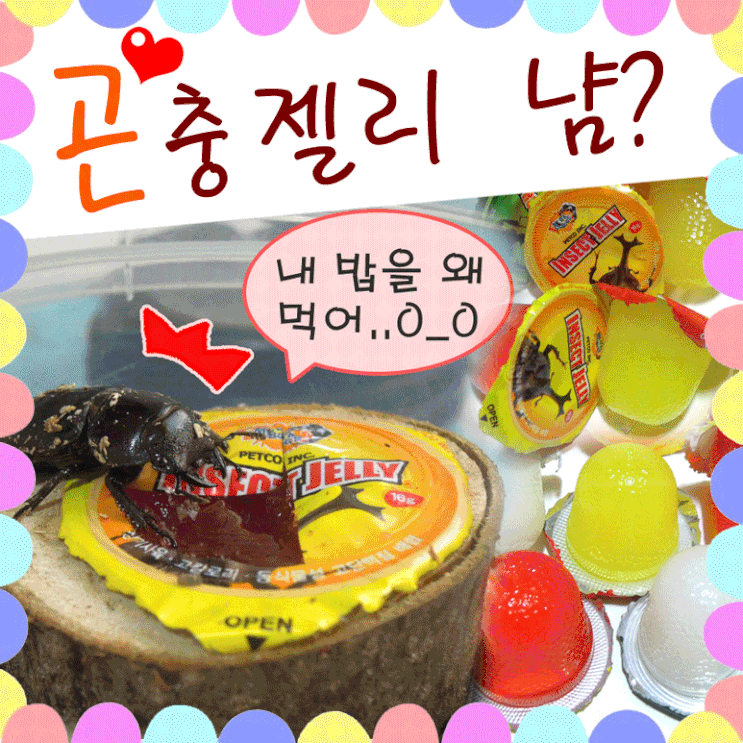  사슴벌레 먹이 젤리 무슨 맛? 곤충젤리 유통기한