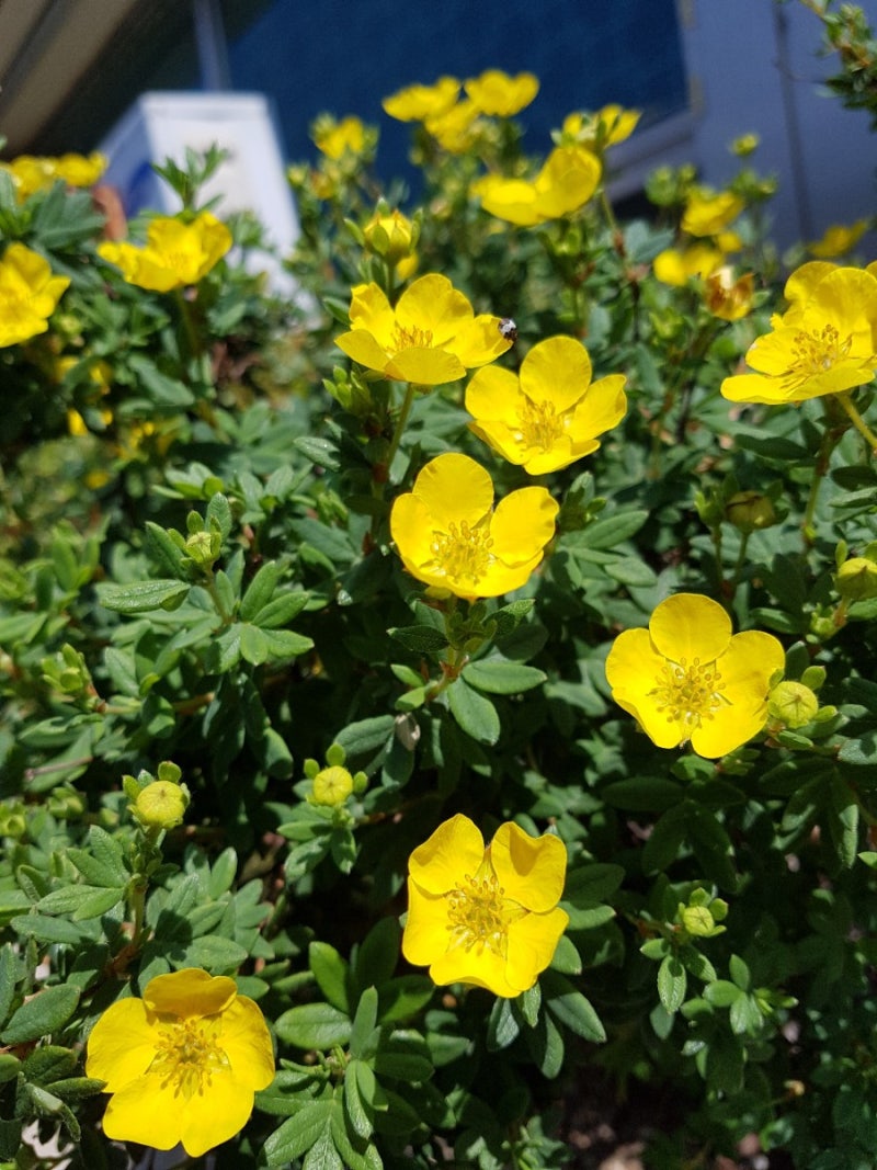 봄에 피는 야생화, 5월에 피는 노란색 꽃 물싸리의 앙증맞은 매력 : 네이버 블로그