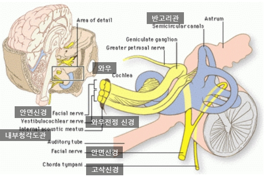  귀는 뇌에 연결됨(auditory brain)