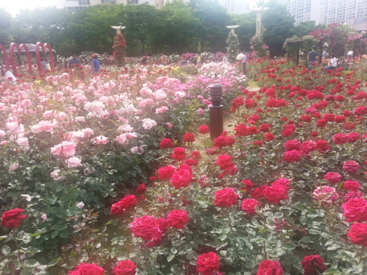 대구 가볼만한 곳 / 장미 축제 / 장미 공원 / 이곡 분수 공원 피크닉 / 소풍 / 나들이