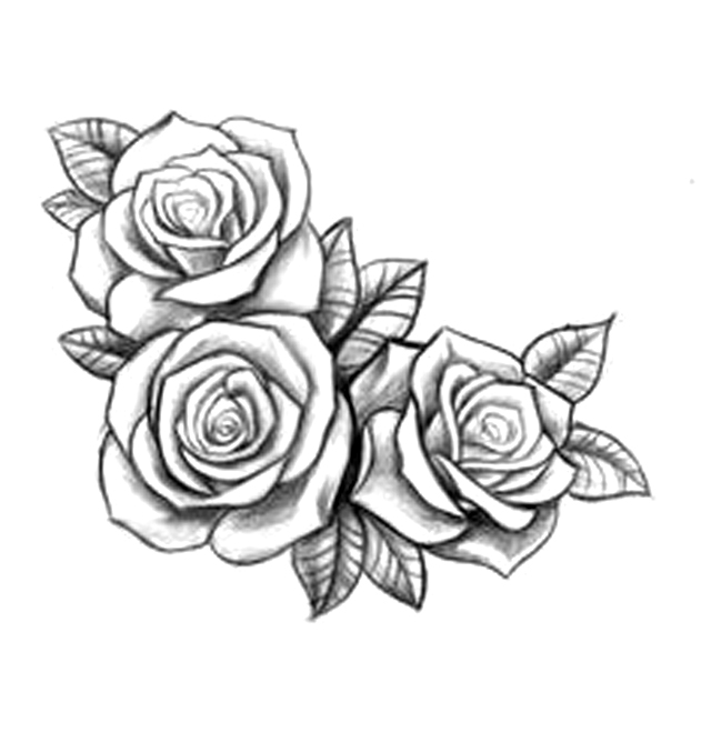 장미꽃 스케치 밑그림 자료 그림도안 Rose Sketch : 네이버 블로그