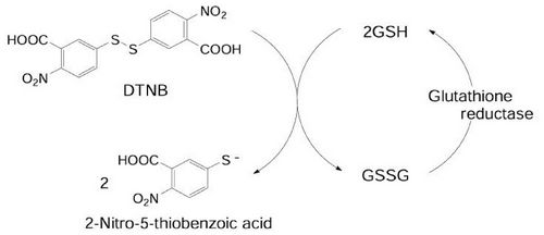  Oxidative stress(4)-Antioxidant assays (Glutathione assays)