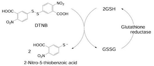 Oxidative stress(4)-Antioxidant assays (Glutathione assays)