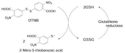 glutathione dtnb (GSH) and give your immune system the boost it needs to keep you healthy Oxidative stress(4)-Antioxidant assays (Glutathione assays)