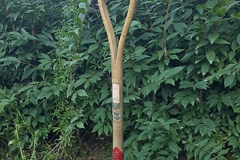 오성농원 이미지