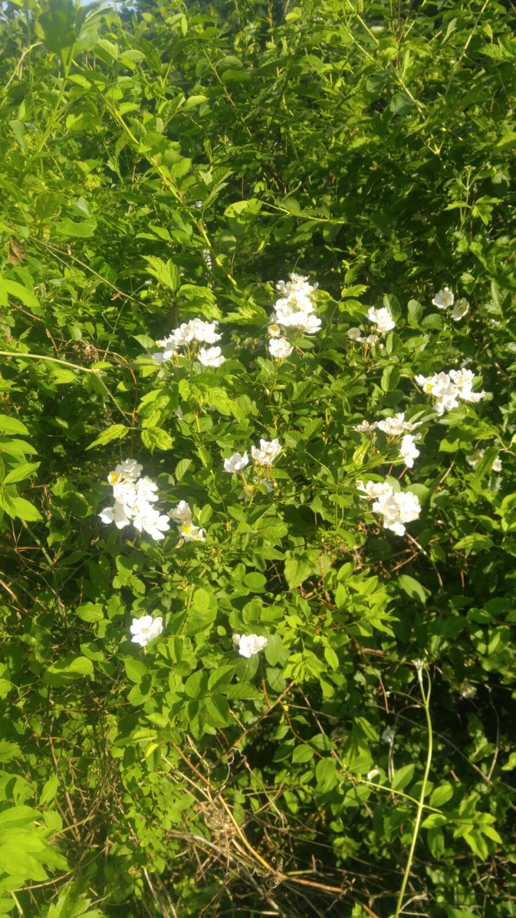 산골에서 자라는 약초들..