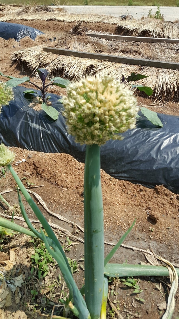  시골 이야기 