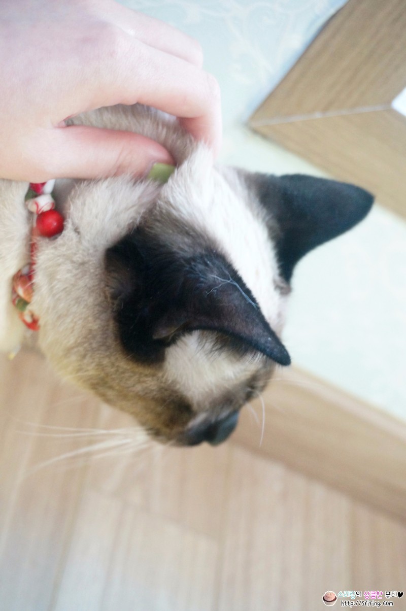 울지마마이펫 만능마사지오일로 고양이 마사지 도전! : 네이버 블로그